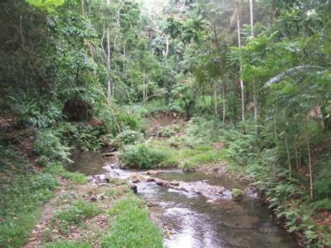 Botanical Gardens Honiara