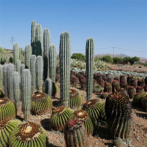 Cactus Thiemann Marrakesh