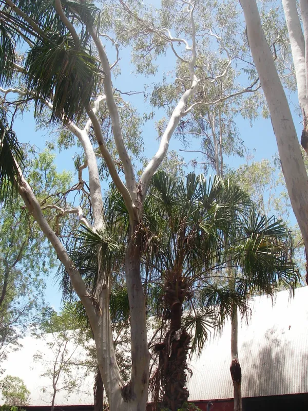 Dreamtime Cultural Centre Rockhampton