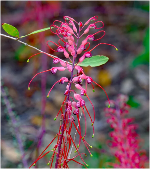 East Point Reserve Darwin