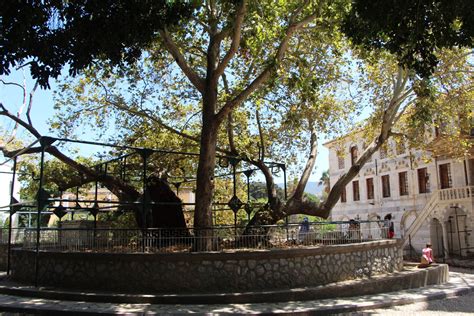 Hippocrates' Plane Tree Kos Town