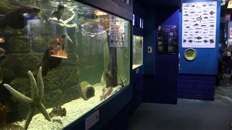 Ilfracombe Aquarium North Devon