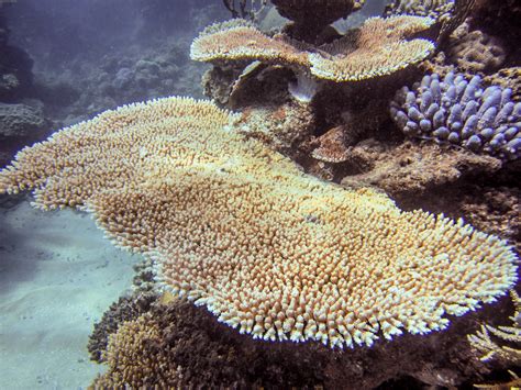 La Table The Great Reef