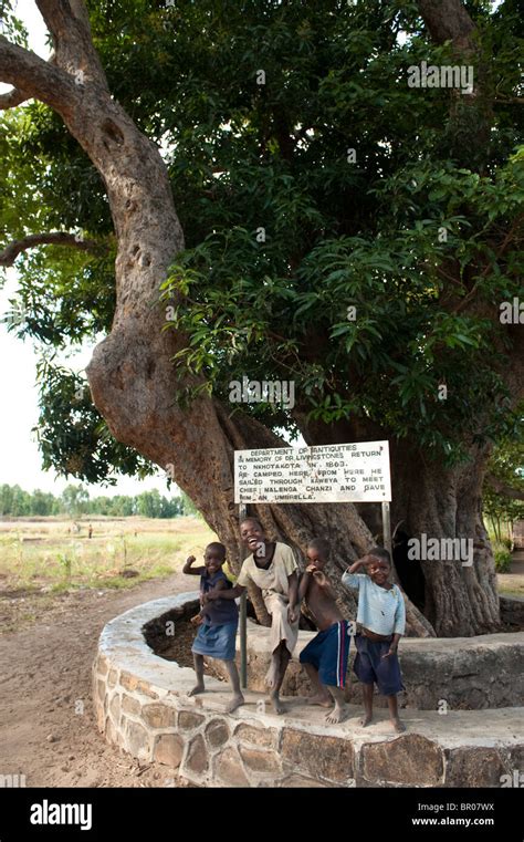Livingstone Tree Malawi