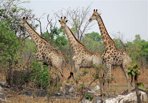 Lusaka National Park