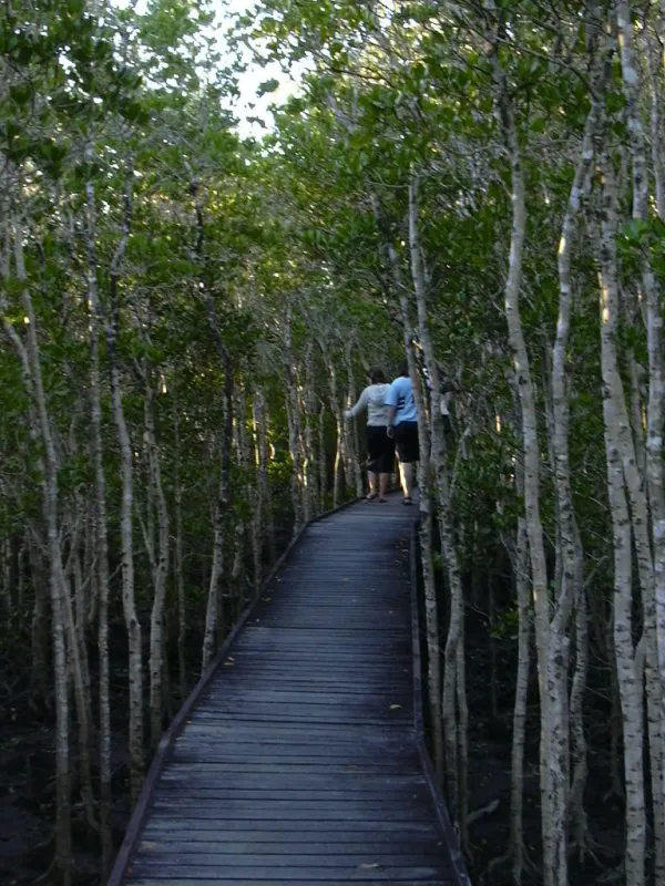 Mangrove Boardwalk Cairns