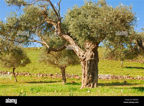 Olive Tree Akamas Peninsula