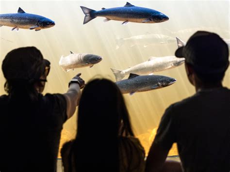 Salmonid Interpretation Centre Newfoundland & Labrador