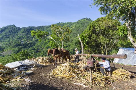 Trapiche Northwest Mexico