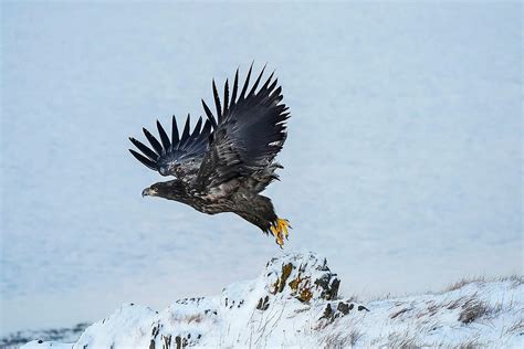 White-Tailed Eagle Centre The Westfjords